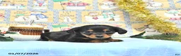 Miniature Dachshund dogs for sale: Miss Priss EXTRA SMALL - Ad 7