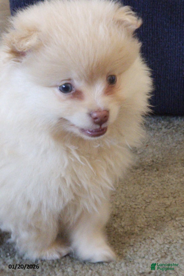Pomeranian dogs Cameron - Ad 20