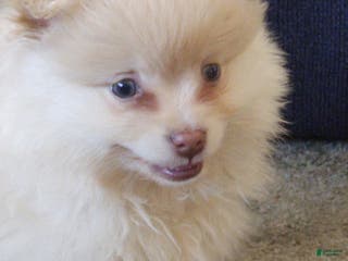 Pomeranian dogs Cameron - Ad 14