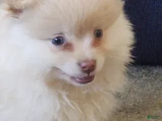 Pomeranian dogs Cameron - Ad 30