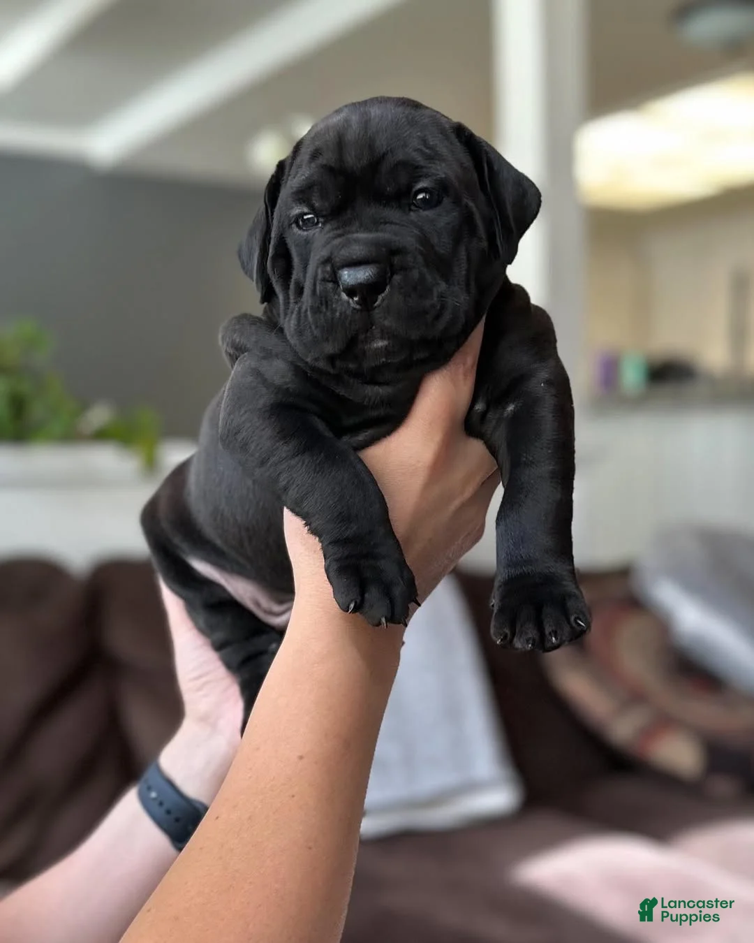 Cane Corso dogs for sale: Maxx - Ad 1