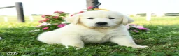 Golden Retriever dogs for sale: Bentley - Ad 3