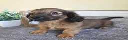 Miniature Dachshund dogs for sale: Nutmeg- AKC - Ad 3