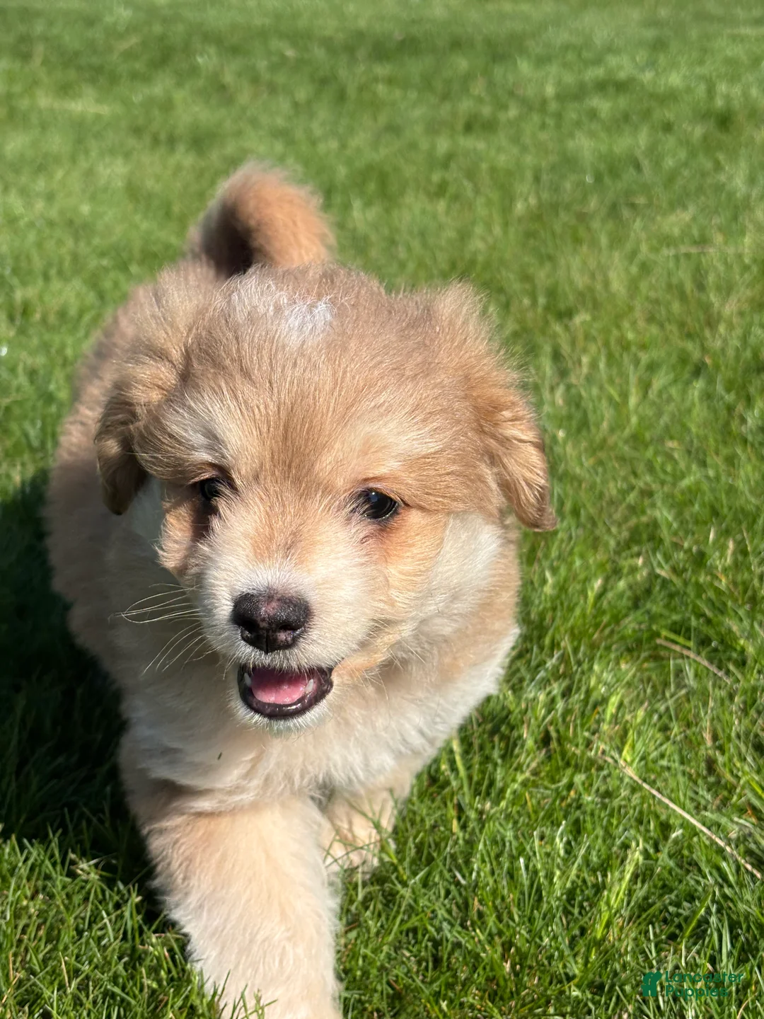 Mixed Breed dogs for sale: Max - Ad 3