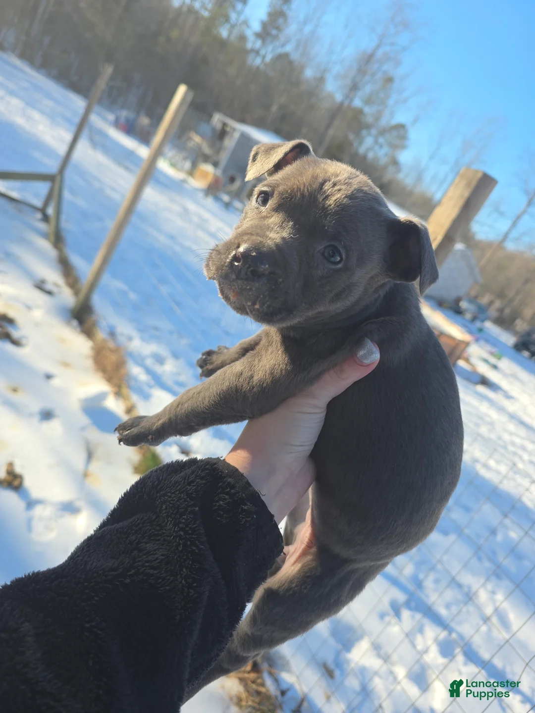 American Staffordshire Terrier dogs for sale: American Staffordshire Terrier Puppy 5 - Ad 4