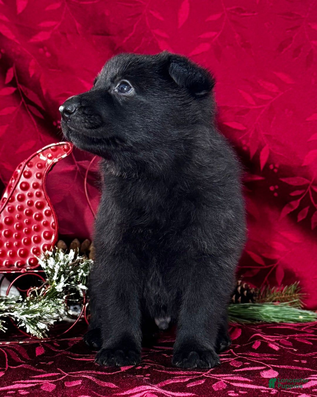 German Shepherd dogs for sale: Durango - Ad 4