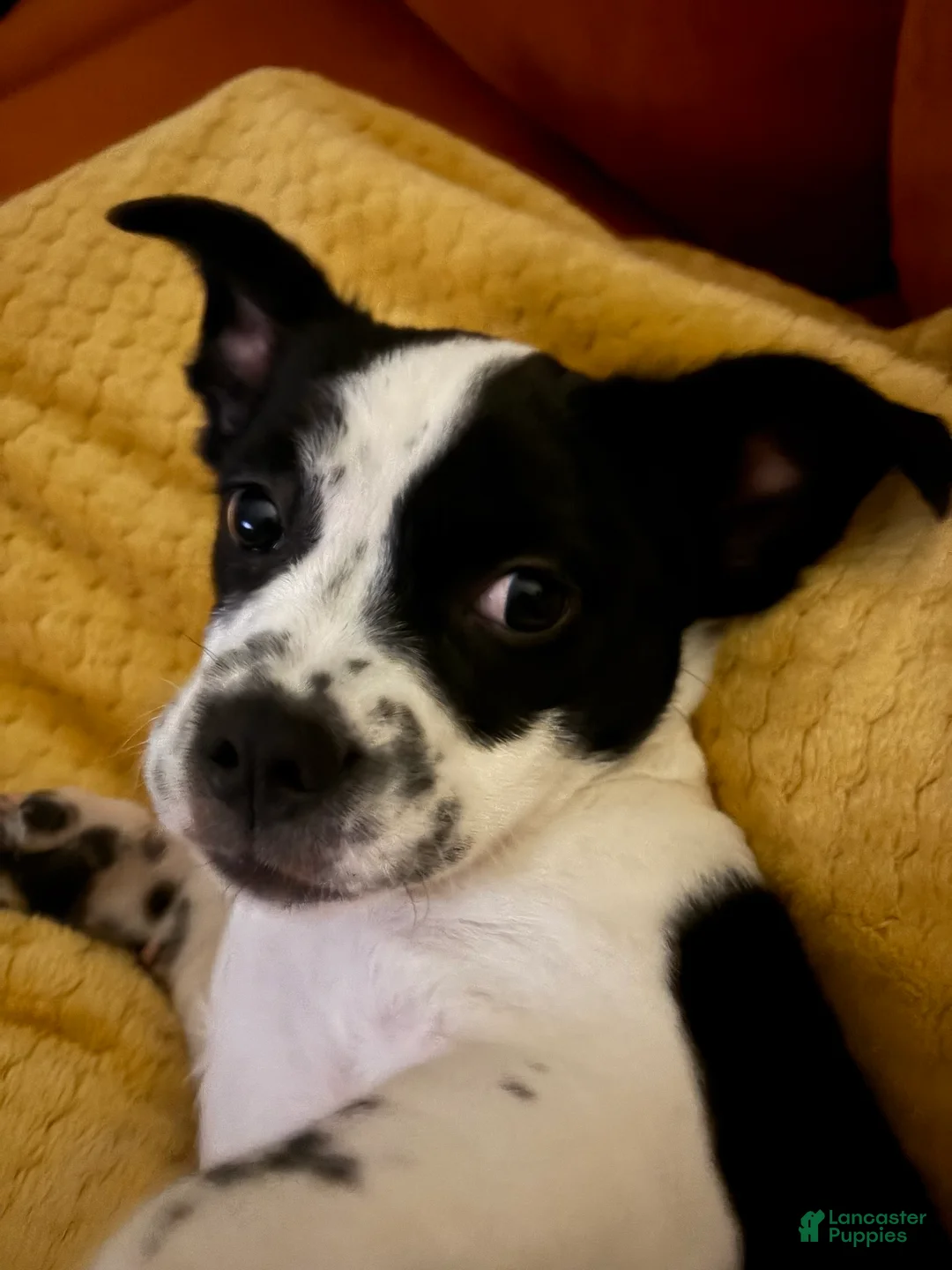 Mixed Breed dogs for sale: Mixed Breed Puppy 1 - Ad 2