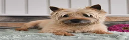 Cairn Terrier dogs for sale: Tundra - Ad 7