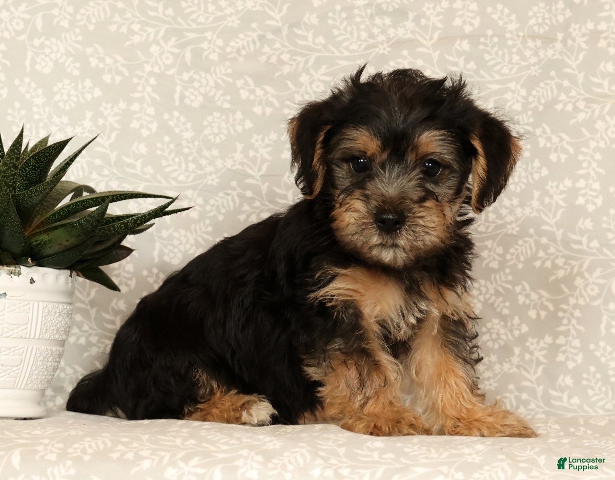 Yochon dogs for sale: Kevin - Ad 2