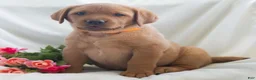 Labrador Retriever dogs for sale: Jolissa  - Ad 4
