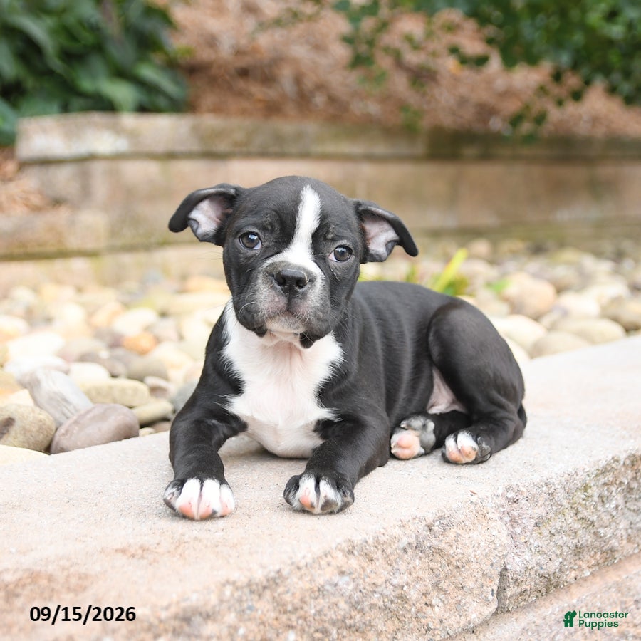 Boston Terrier dogs Moe  - Ad 2