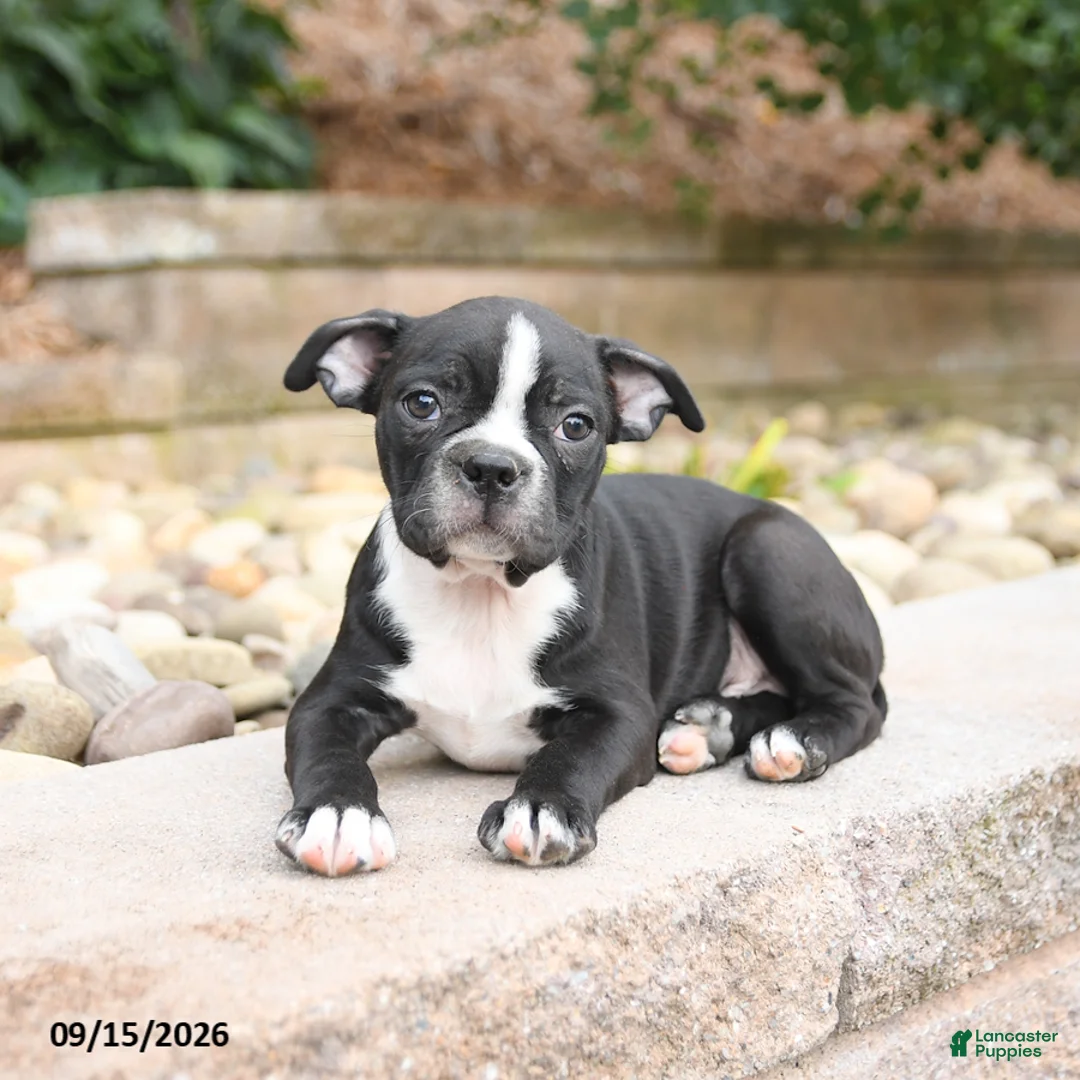 Boston Terrier dogs for sale: Moe  - Ad 2