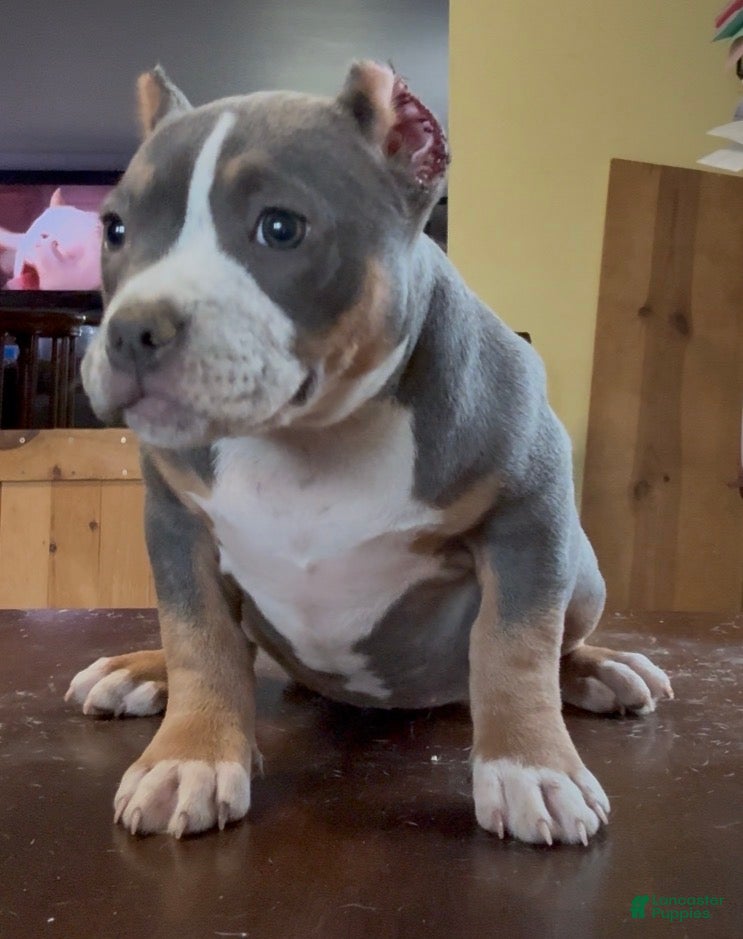 American Bully dogs Blue Tri Female (Speckles) - Ad 1