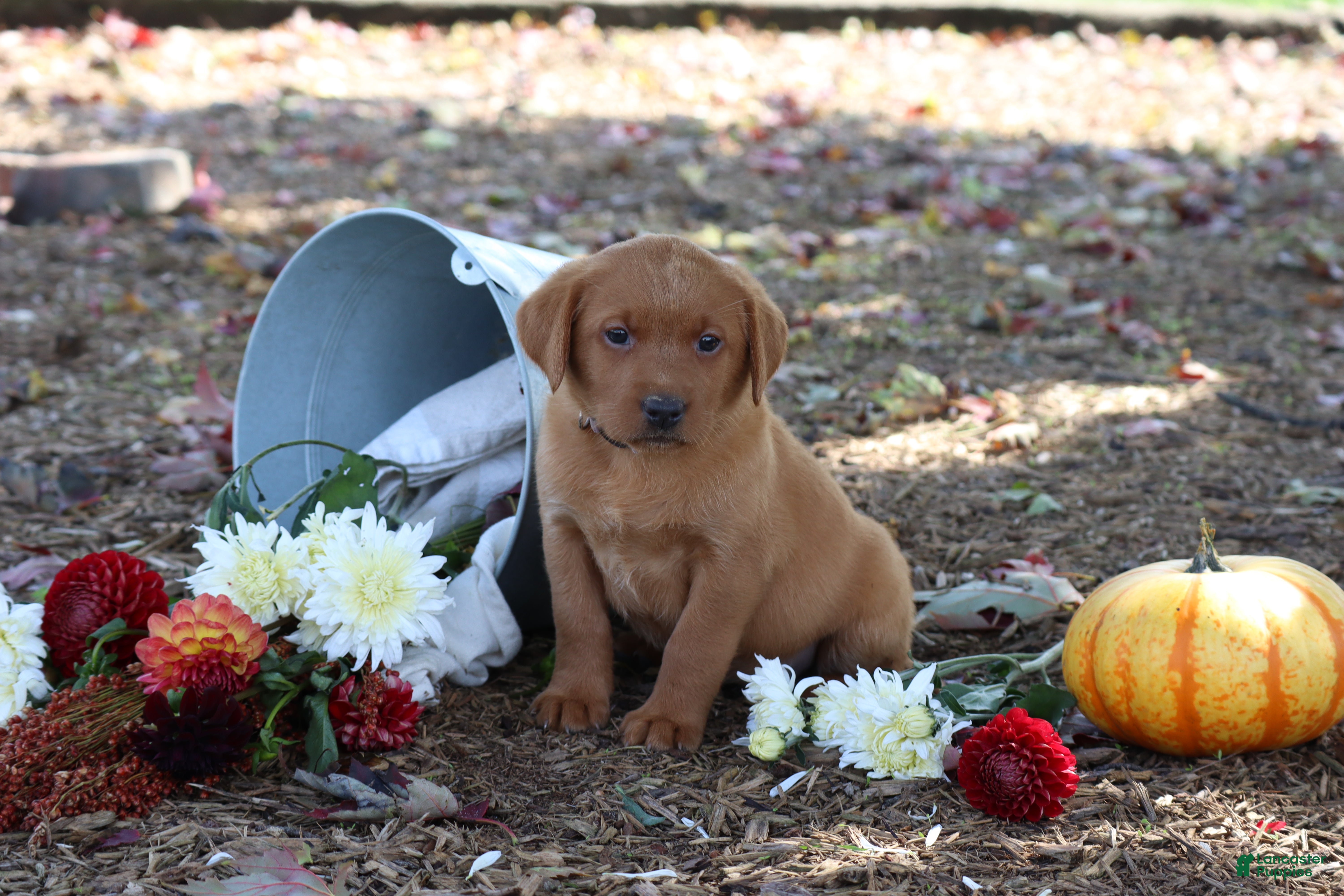 Labrador Retriever dogs for sale: Pumpkin - Ad 1