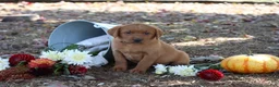 Labrador Retriever dogs for sale: Pumpkin - Ad 1