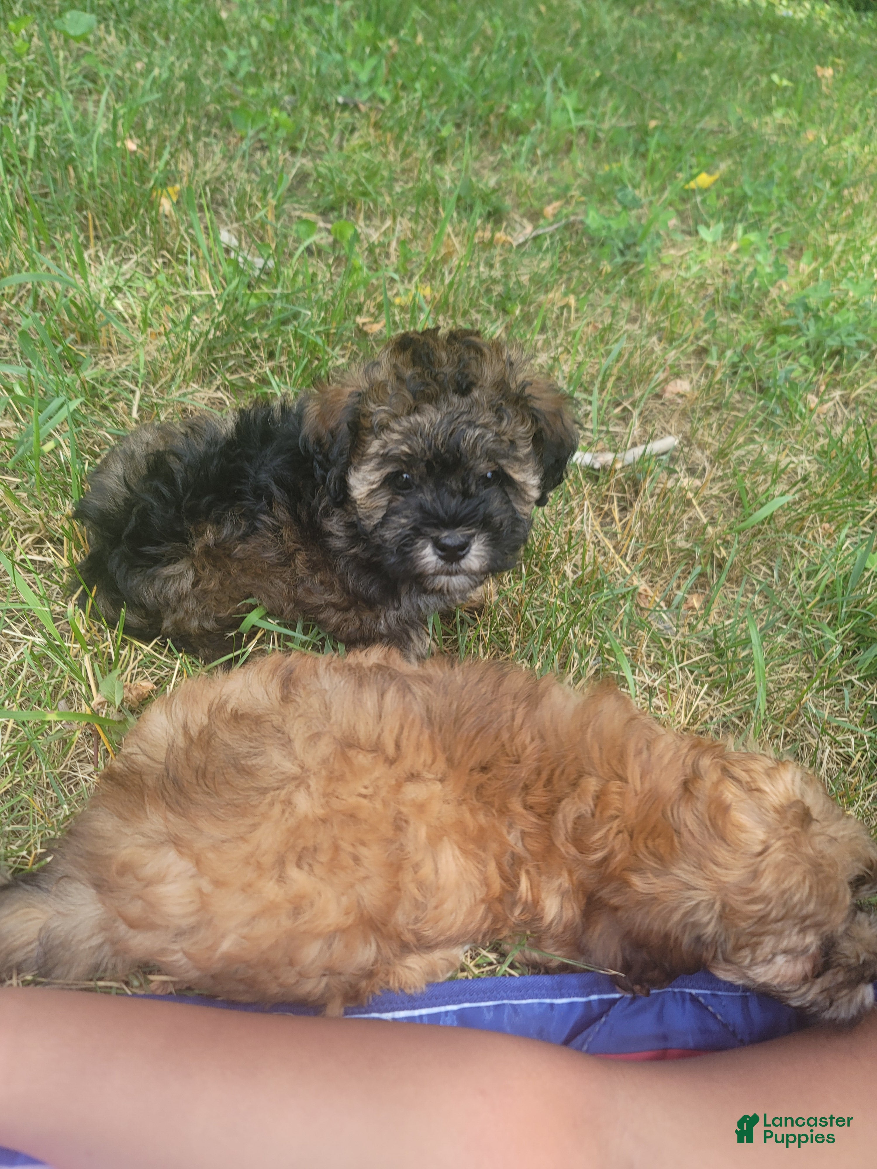 Shihpoo dogs Marbles - Ad 2