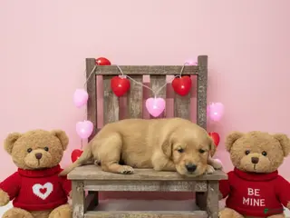 Golden Retriever dogs Golden Retriever Puppy 7 - Ad 31