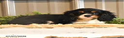 Cavalier King Charles Spaniel dogs for sale: Kira - Ad 9