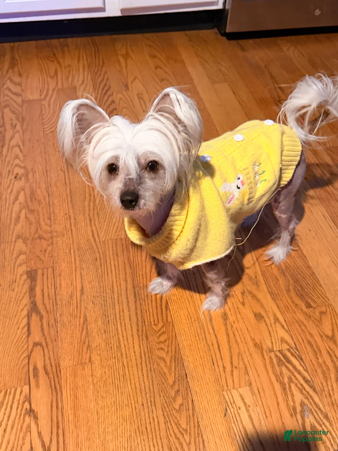 Chinese Crested dogs for sale: Chinese Crested Puppy 2 - Ad 4