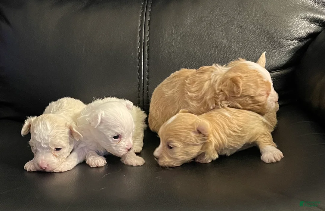 Maltipoo dogs for sale: Maltipoo Puppy 1 - Ad 3