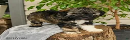 Shihpoo dogs for sale: Miles - Ad 3