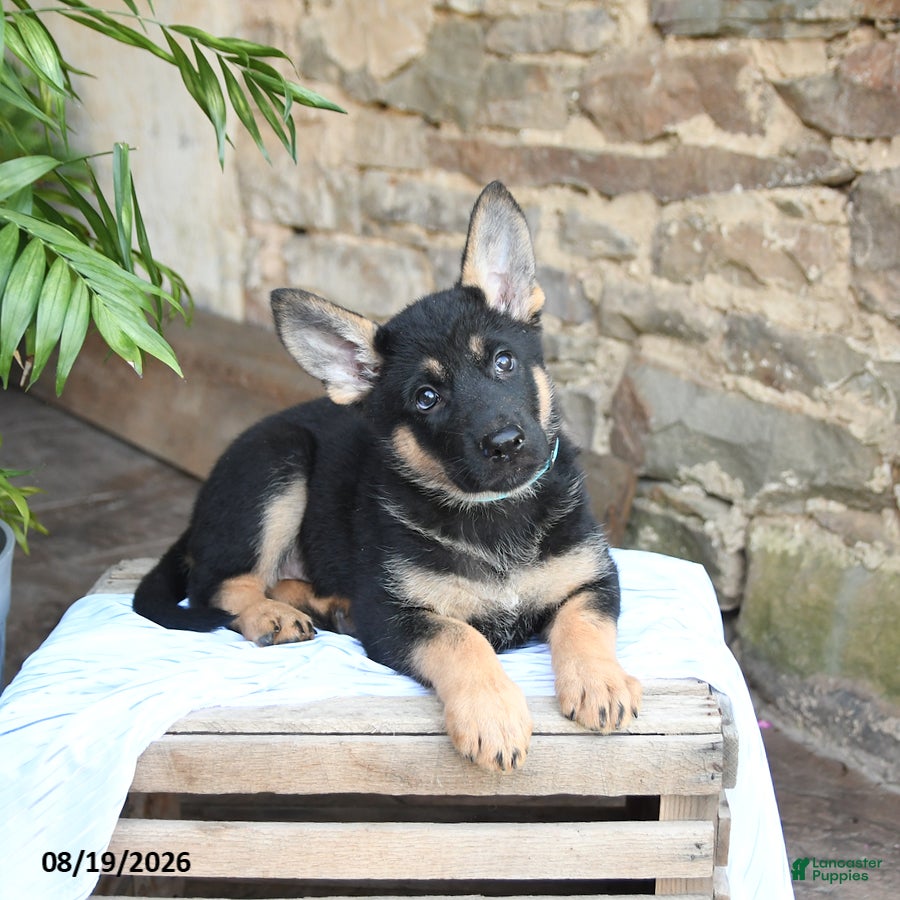 German Shepherd dogs Nova - Ad 2