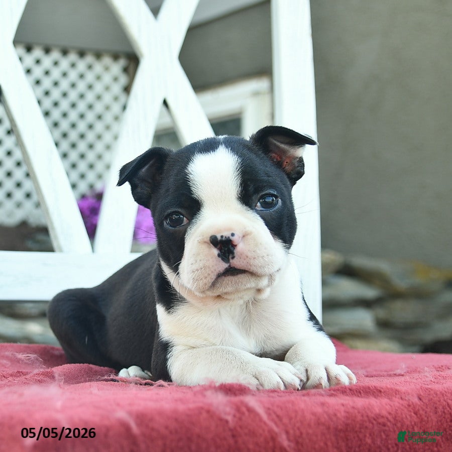 Boston Terrier dogs Poppy  - Ad 2