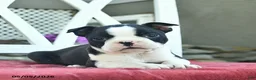 Boston Terrier dogs for sale: Poppy  - Ad 2