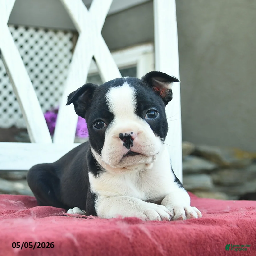 Boston Terrier dogs for sale: Poppy  - Ad 2