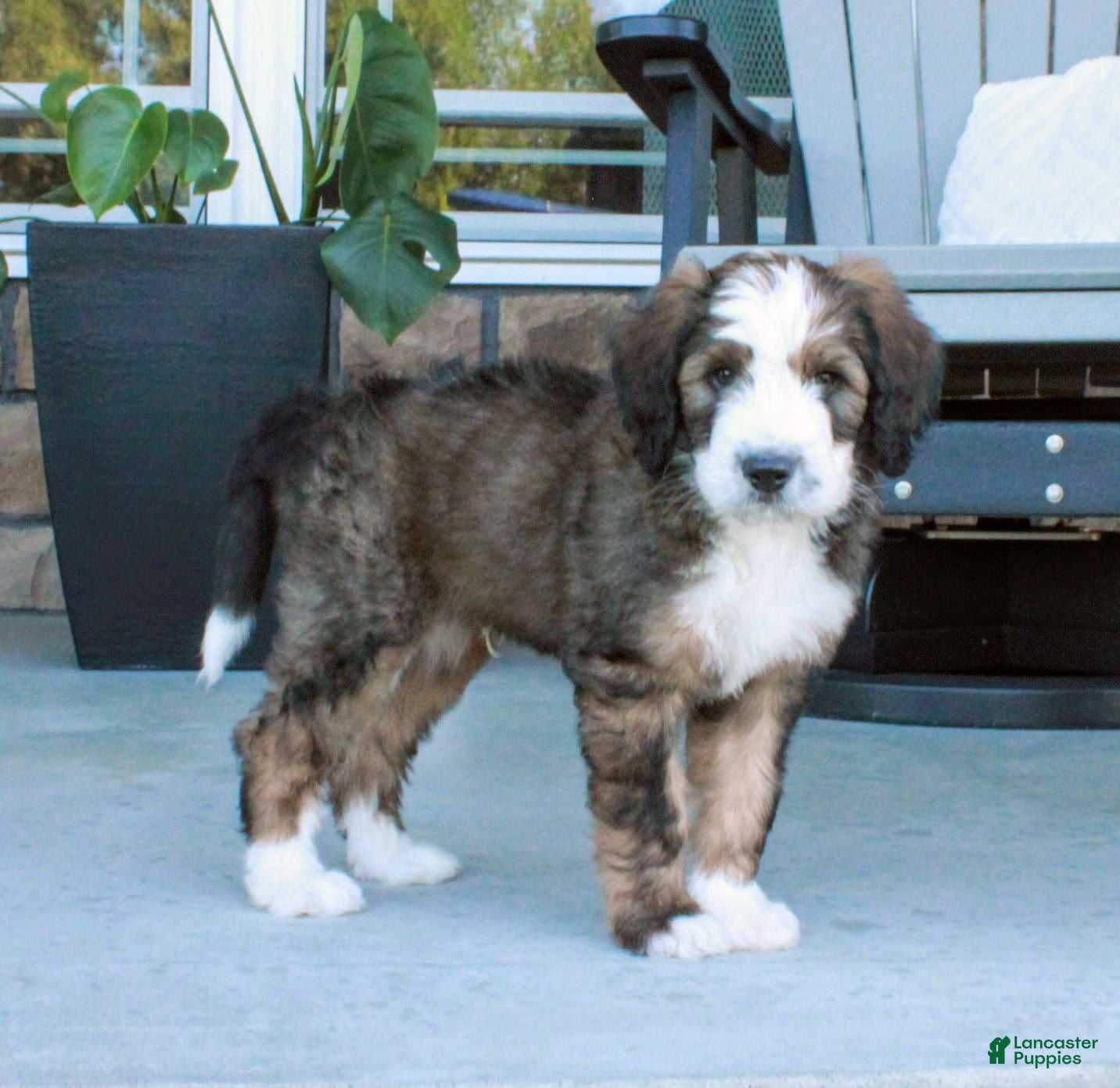 Bernedoodle dogs Sammy - Ad 2