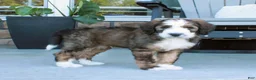 Bernedoodle dogs for sale: Sammy - Ad 2