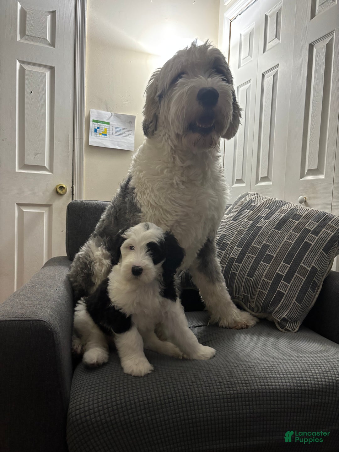 Mixed Breed dogs for sale: Lucky - Ad 5