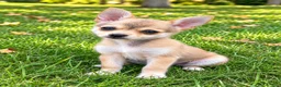 Pomchi dogs for sale: Nina - Ad 4