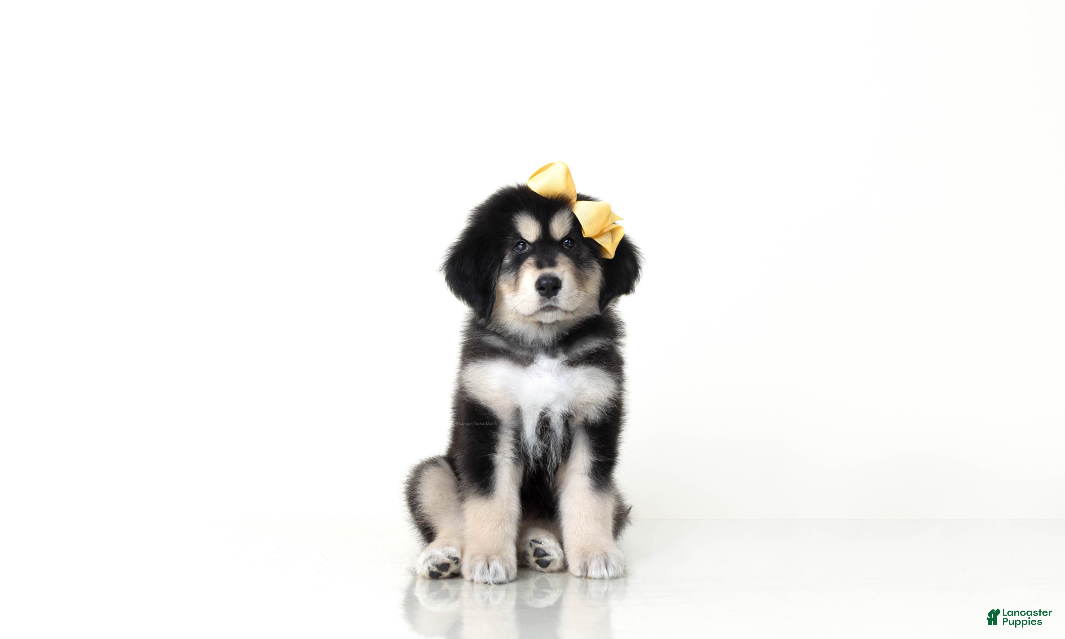 Tibetan Mastiff dogs Tibetan Mastiff Puppy | Yellow Girl - Ad 2