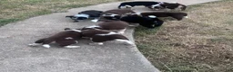 Mixed Breed dogs for sale: Black Collar - Ad 2