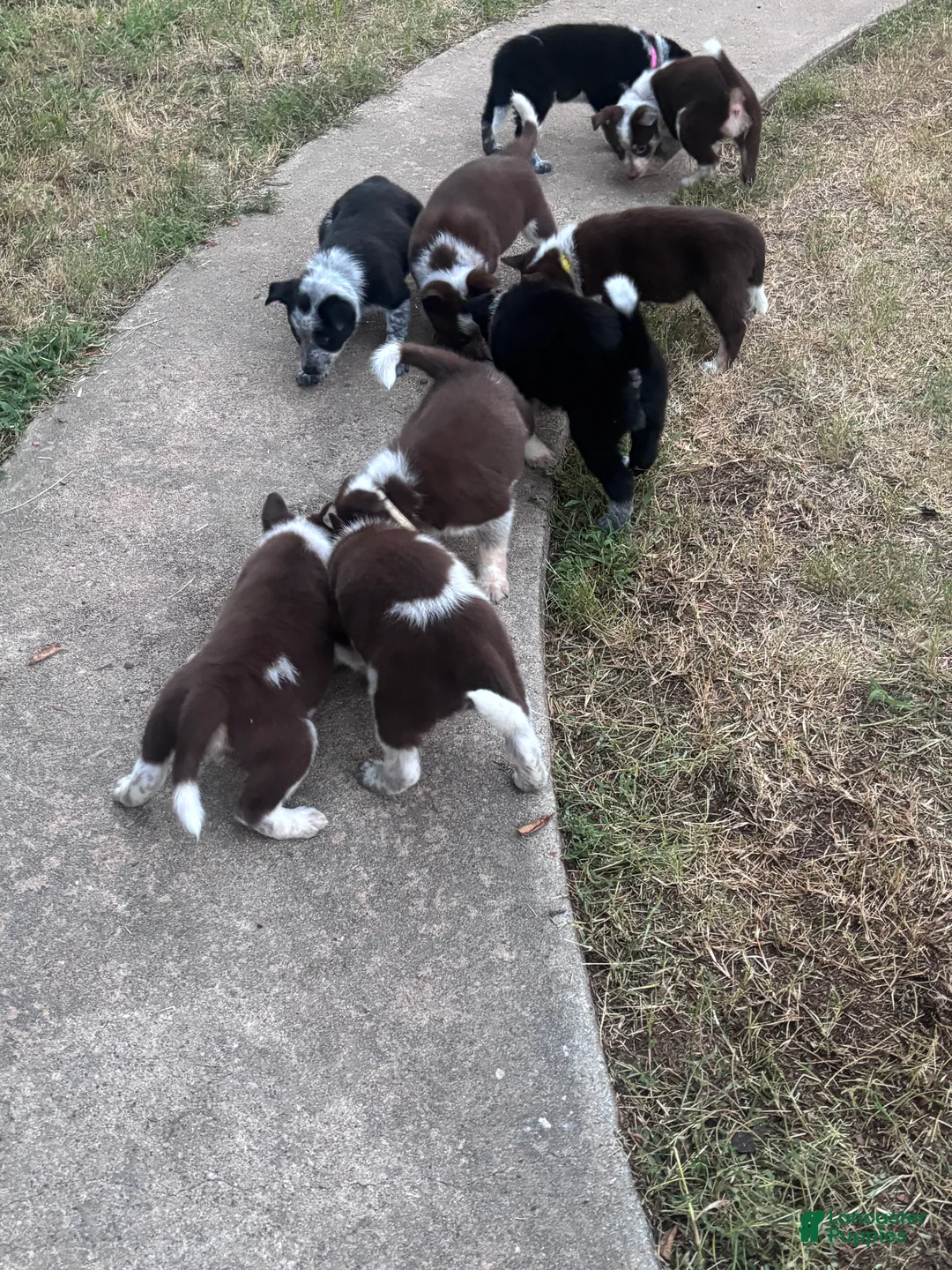 Mixed Breed dogs for sale: Black Collar - Ad 2