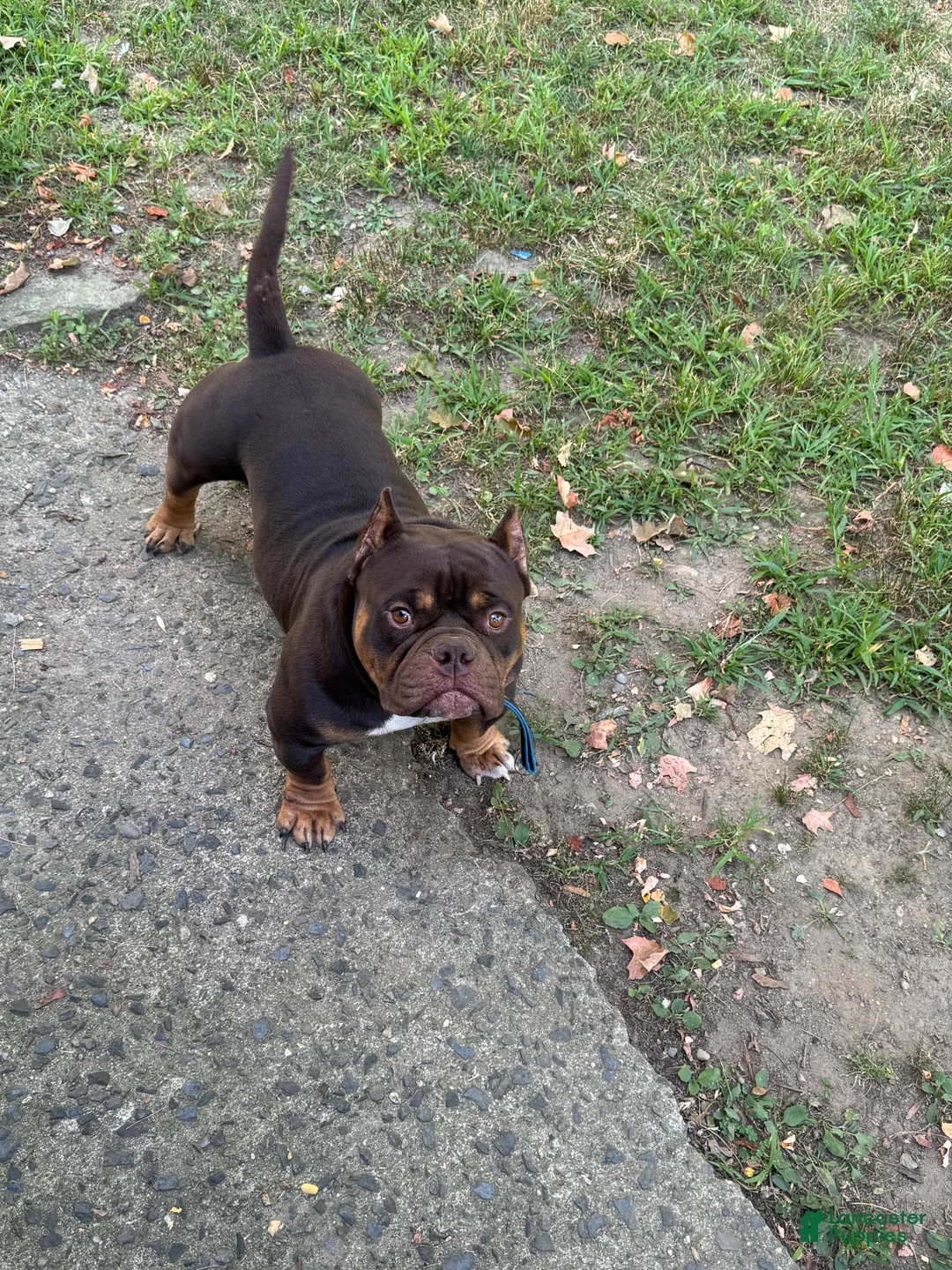 American Bully dogs for sale: American Bully Puppy 1 - Ad 1