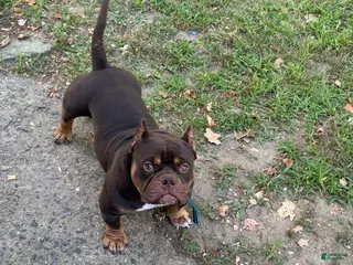 American Bully dogs American Bully Puppy 1 - Ad 28