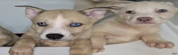Pitsky dogs for sale: Celia - Ad 12
