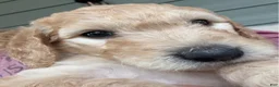 Double Doodle dogs for sale: Lager - F2 Double Doodle - Ad 2