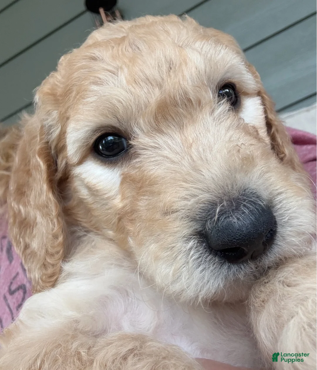 Double Doodle dogs for sale: Lager - F2 Double Doodle - Ad 2