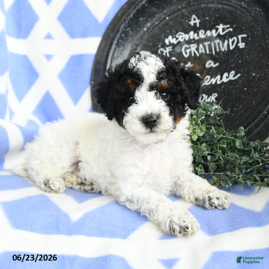 Toy Poodle dogs Cadbury - Ad 2