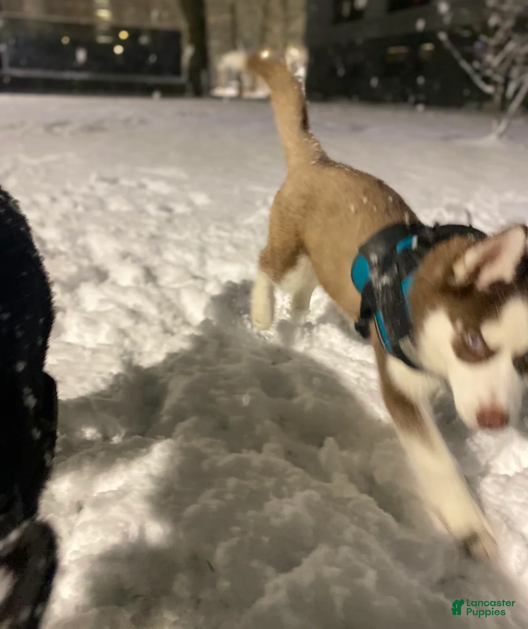 Siberian Husky dogs for sale: Ralph - Ad 5