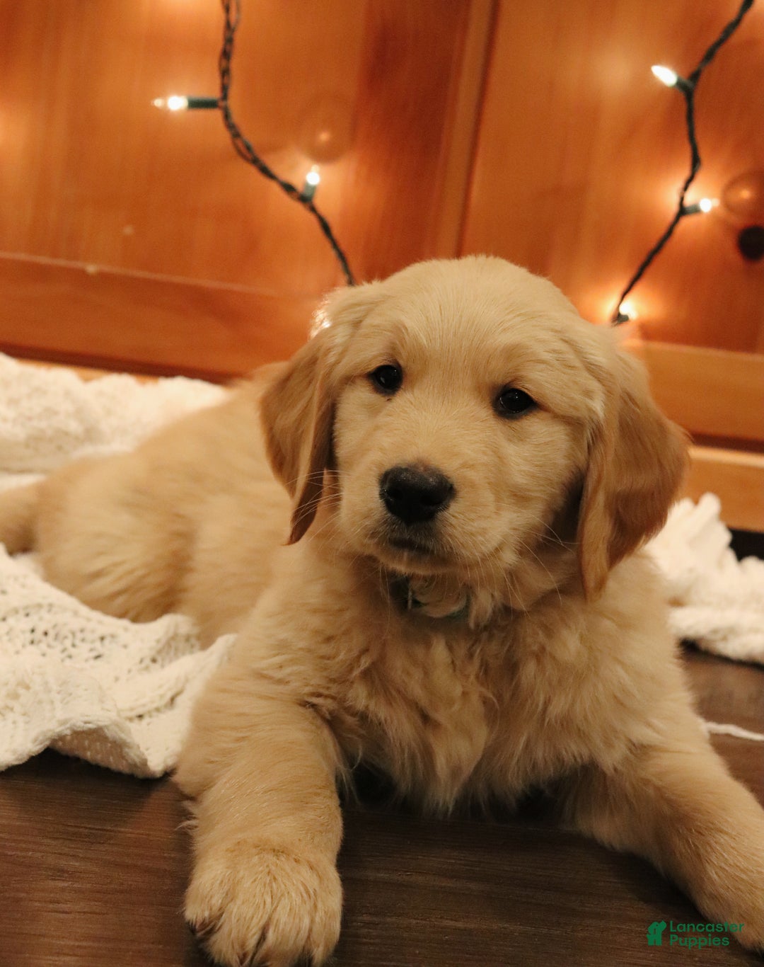 Golden Retriever dogs for sale: Wellington - Ad 5