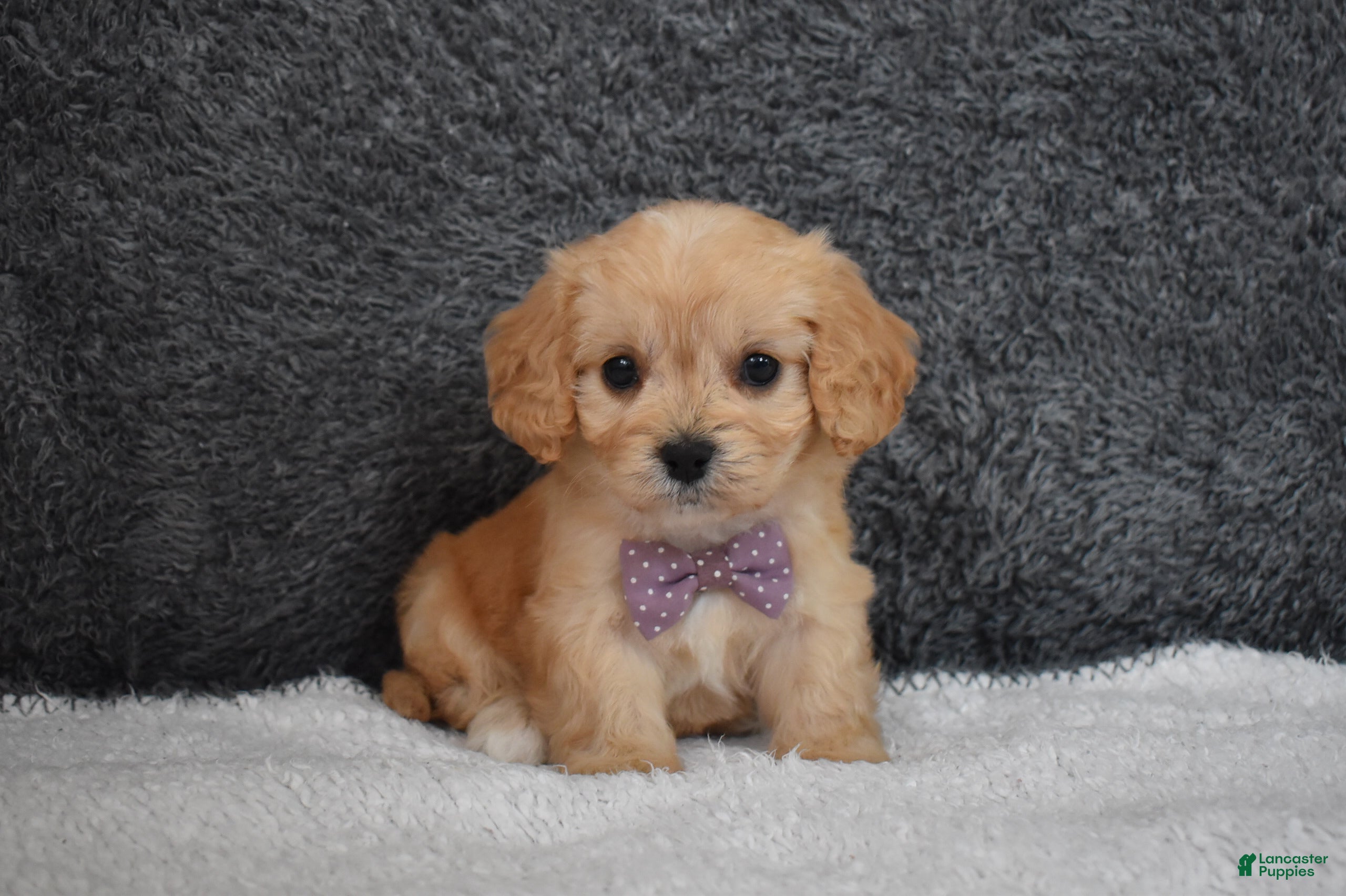 Cavachon dogs Paige  - Ad 1