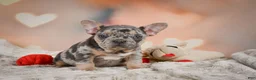French Bulldog dogs for sale: Amy - Ad 6