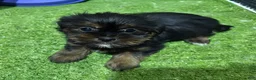 Shorkie dogs for sale: Cindy - Ad 1