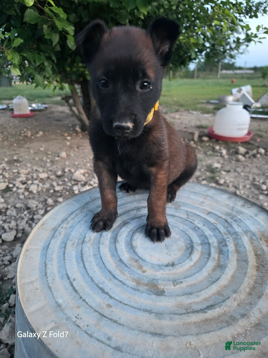 Belgian Malinois dogs for sale: Belgian Malinois Puppy 8 - Ad 1