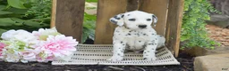 Dalmatian dogs for sale: Austin - Ad 5