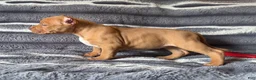 American Bully dogs for sale: Twister  - Ad 6